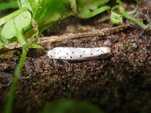 C:\Users\User\Desktop\220px-Yponomeuta_malinellus.JPG