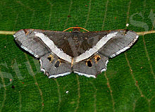 C:\Users\User\Desktop\220px-Chiasma_species_W_IMG_2775.jpg