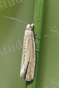 C:\Users\User\Desktop\204px-Bactra.lancealana.jpg