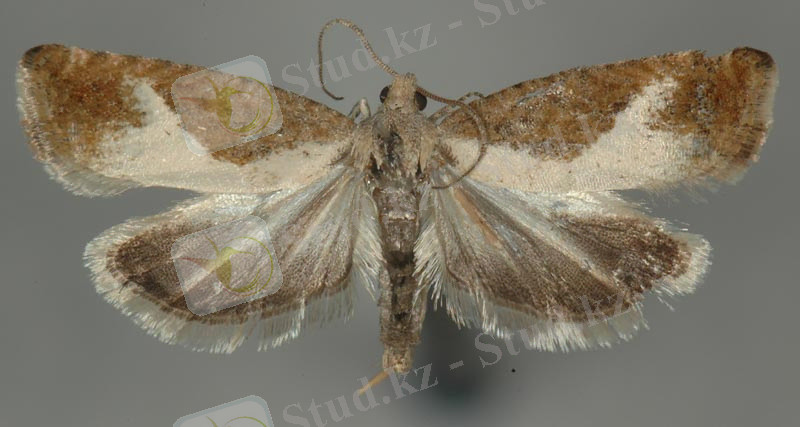 C:\Users\User\Desktop\2-tortricidae.jpg