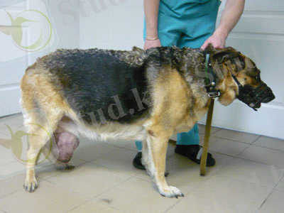 http://www.vetusklinika.ru/netcat_files/Image/tumor-01.jpg
