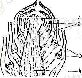 http://s018.radikal.ru/i501/1402/b5/13c95851f850.jpg