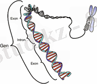 De-Gene.png
