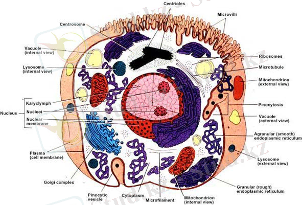 http://morphology.dp.ua/_mp3/cytology-cell.jpg