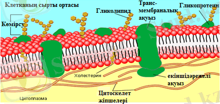 http://helpiks.org/helpiksorg/baza8/251200037789.files/image010.png