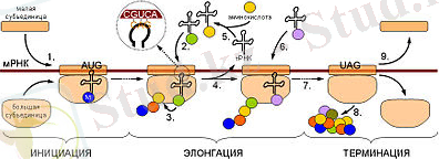 https://upload.wikimedia.org/wikipedia/ru/thumb/2/2b/Translation_overall_scheme.jpg/400px-Translation_overall_scheme.jpg