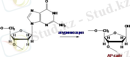 C:\Users\Admin\Desktop\Курсовой\Апуринизация.jpg
