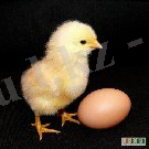 thumb_189902_1458039946_1.jpg