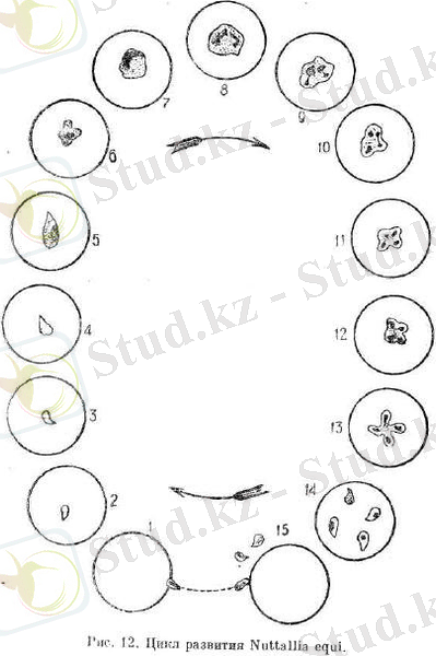 http://worldgonesour.ru/uploads/posts/2015-06/1434111302_12.jpeg