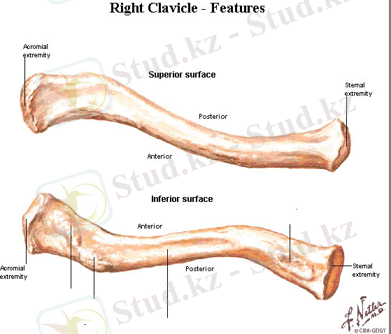 clavicle