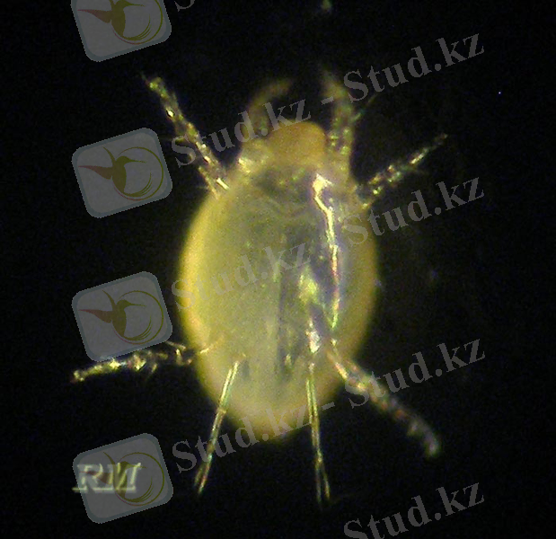 I:\адаал\002_Polyphagotarsonemus-latus-1[1].jpg