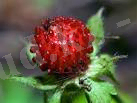 http://t3.gstatic.com/images?q=tbn:ANd9GcTkLD-Yx_mz_JUhFHD7MqVLNRWxcUVACgCPATX3VK0L2FjhGNMFfgX59Ig