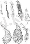 D:\Мои документы\фото\сұлы зиянкесері\imgpreview[2].jpg