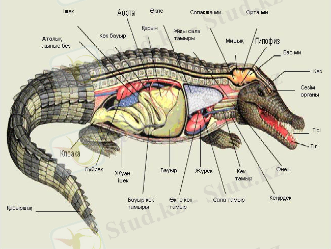 http://89.218.153.154:280/CDO/2005-2006/Zoology/Files/Lectures/5.1.files/image001.jpg