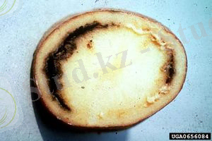 Картинки по запросу Clavibacter sepedonicum