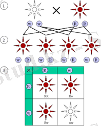 https://upload.wikimedia.org/wikipedia/commons/thumb/e/e8/Mendelian_inheritance_3_1.png/200px-Mendelian_inheritance_3_1.png