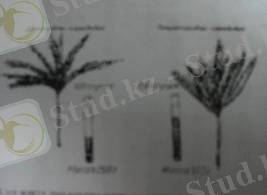 http://ok-t.ru/studopediaru/baza12/373058569489.files/image078.jpg
