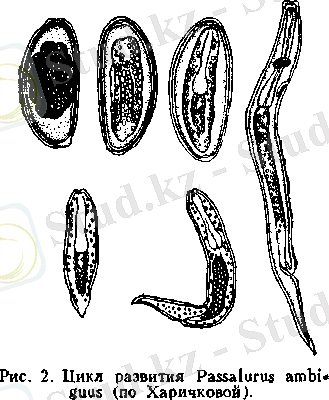 Image946.gif