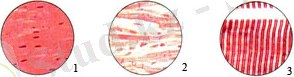 C:\Users\User\Desktop\069.JPG