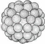 http://schools.keldysh.ru/school1413/bio/vilegzh/pict18.jpg