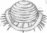 http://schools.keldysh.ru/school1413/bio/vilegzh/pict6.jpg