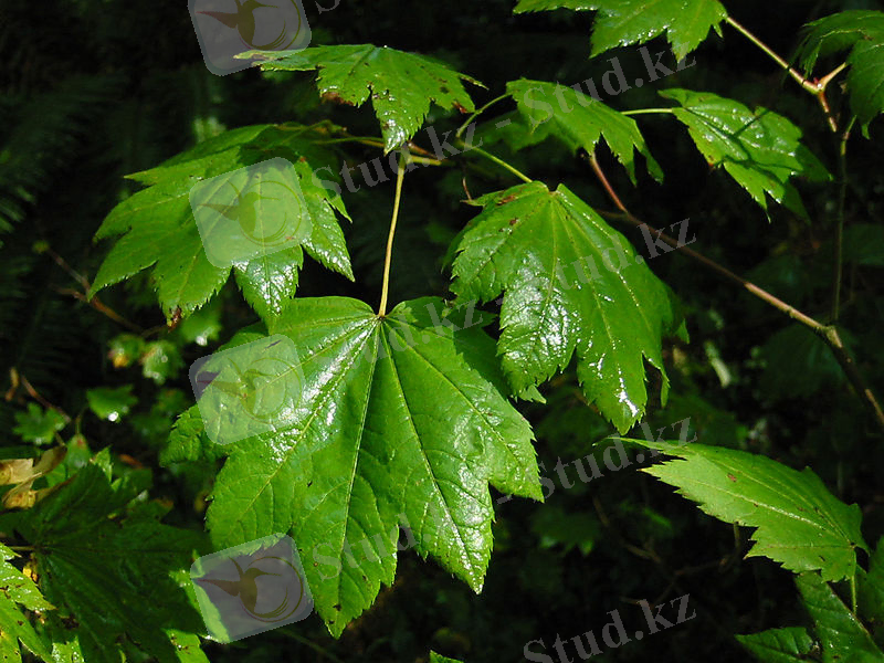 800px-VineMaple_7518t[1].jpg