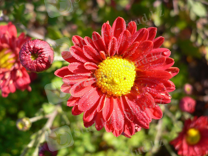 C:\Users\orda\Downloads\1200px-Aster_01.jpg