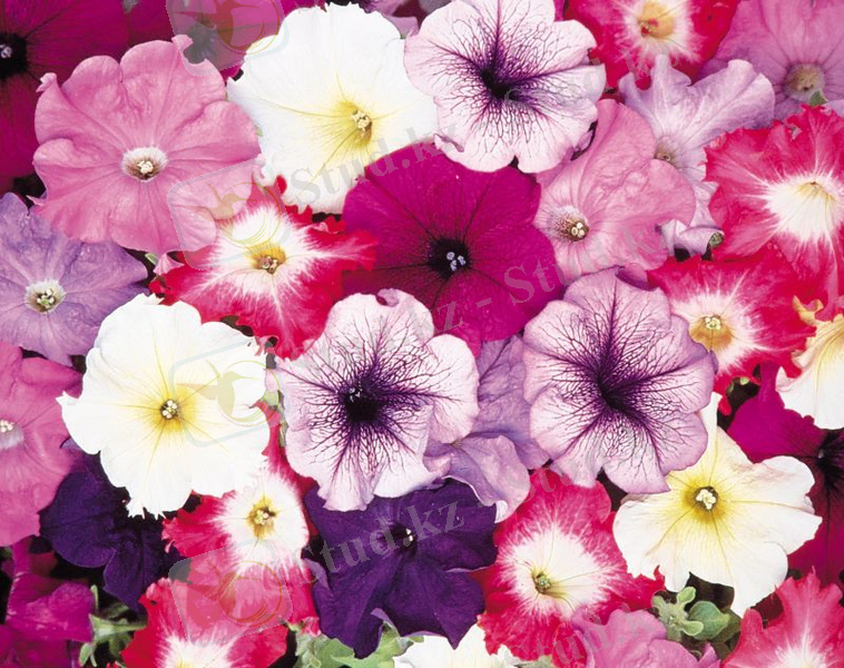 http://www.resimmax.com/data/media/785/moonface_petunia_lg.jpg
