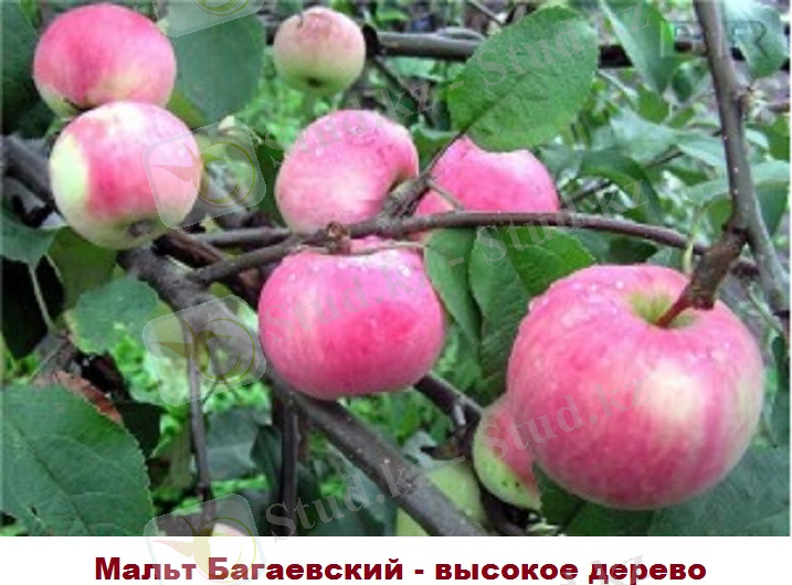 мальт.jpg