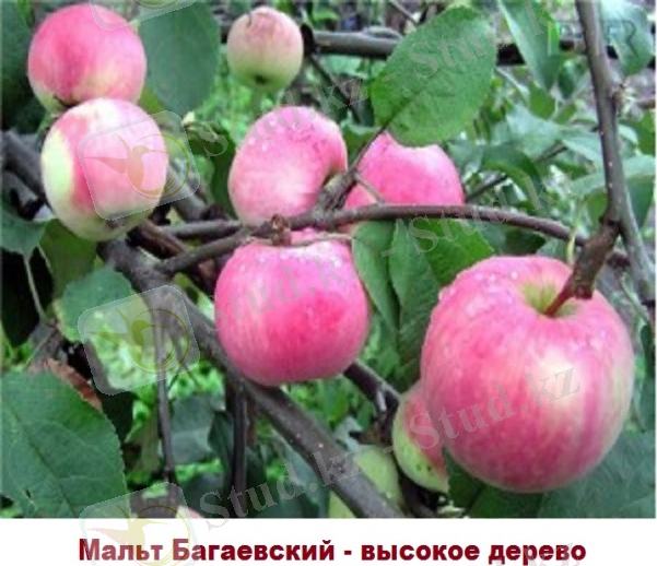 мальт.jpg