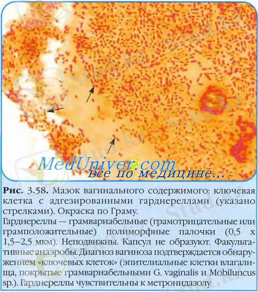 http://meduniver.com/Medical/Microbiology/Img/356.jpg