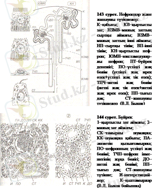 http://ebooks.semgu.kz/ebook/7/images/1181/915/clip_image007.gif
