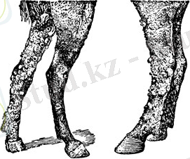 http://agrolib.ru/rastenievodstvo/item/f00/s02/e0002361/pic/000001.jpg