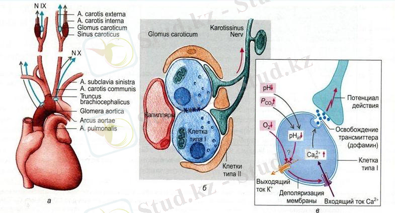 C:\Users\Роза\Documents\slide_28.jpg