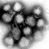 http://upload.wikimedia.org/wikipedia/commons/d/dc/Influenza_virus.png