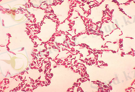 C:\Users\HOME\Desktop\bacillus-coagulans-01.jpg