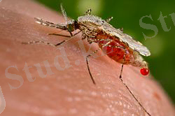 C:\Users\HOME\Desktop\250px-Anopheles_stephensi.jpeg