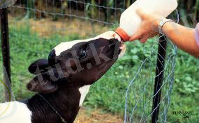 http://t3.gstatic.com/images?q=tbn:ANd9GcSzjel-VZQ_E_1HLnlFRrHj8kVupPOXTatZp5nhge73HuJ9zcxhlA