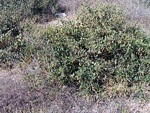 220px-Zygophyllum_fabago_Habitus_ParquedelasDunas_TorreLaMata.jpg