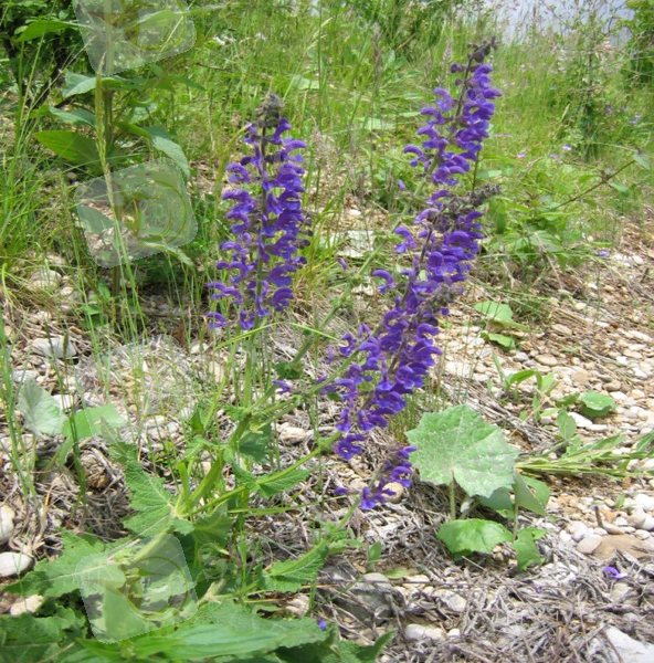 Wiesensalbei_(Salvia_pratensis)_03.jpg