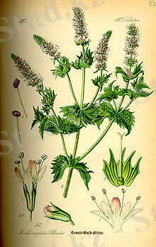 220px-Illustration_Mentha_spicata0.jpg