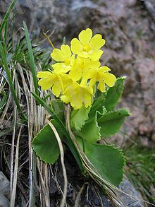 220px-PrimulaAuricula.jpg