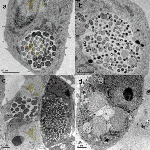 http://www.biomedcentral.com/content/figures/1471-2180-10-201-3-l.jpg