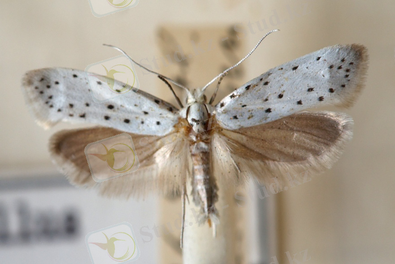 https://upload.wikimedia.org/wikipedia/commons/0/08/Yponomeuta.malinellus.mounted.jpg