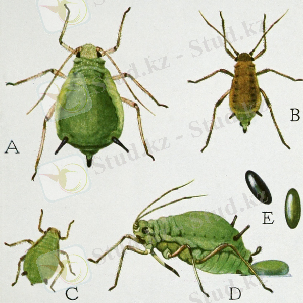 https://upload.wikimedia.org/wikipedia/commons/c/cb/Snodgrass_Aphis_pomi.jpg