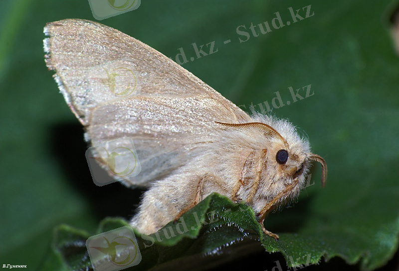 http://macroclub.ru/gallery/data/507/08-02-29_A008462.jpg