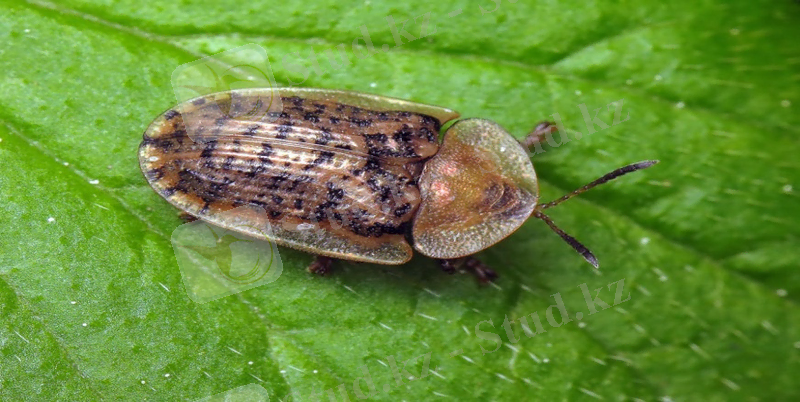 http://macroclub.ru/gallery/data/508/CRW_1375.jpg