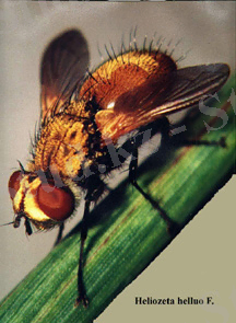http://www.uvm.edu/~entlab/sunnpest/MasoodFly.jpg