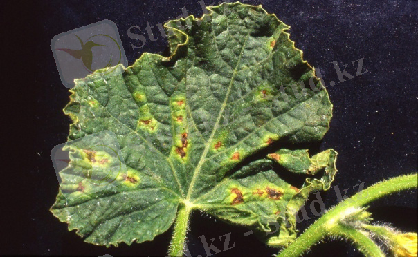 http://www.atlasplantpathogenicbacteria.it/fruit09/p%20s%20melone%204.jpg