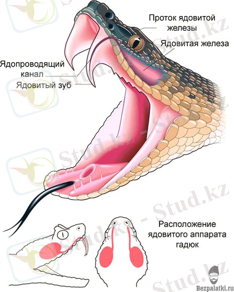 C:\Users\User\Desktop\pupicne1d263.jpg